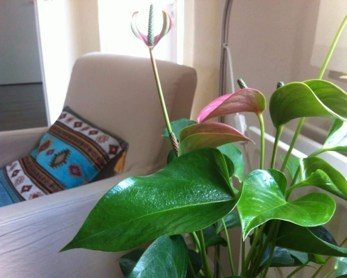 Image 3 of 7