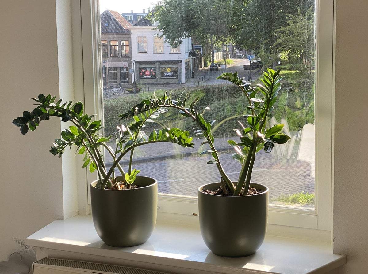 Afbeelding 3 van 28